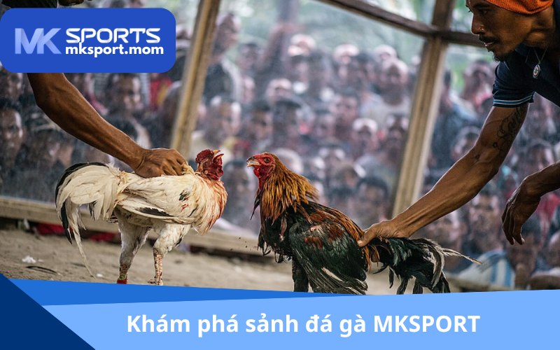 Huyền thoại đá gà bom tấn